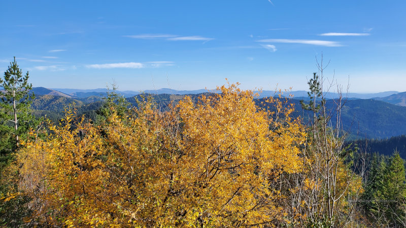 Autumn Bush in Idaho