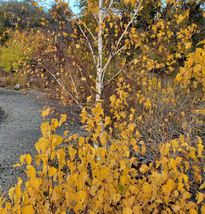 As we walk amongst the leaves of gold.