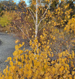 As we walk amongst the leaves of gold.