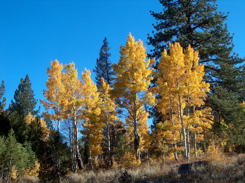 Sierra Nevada Mountains in Autumn