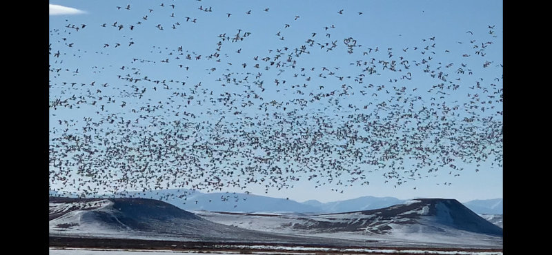 Geese near Choteau, MT