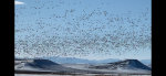 Geese near Choteau, MT