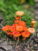 Fungi in Canada