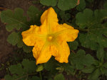 Pumpkins and Gourds
