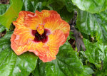 They are in the mallow family, growing next to the marsh.