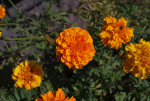 Marigold flowers