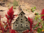 Quail in Idaho