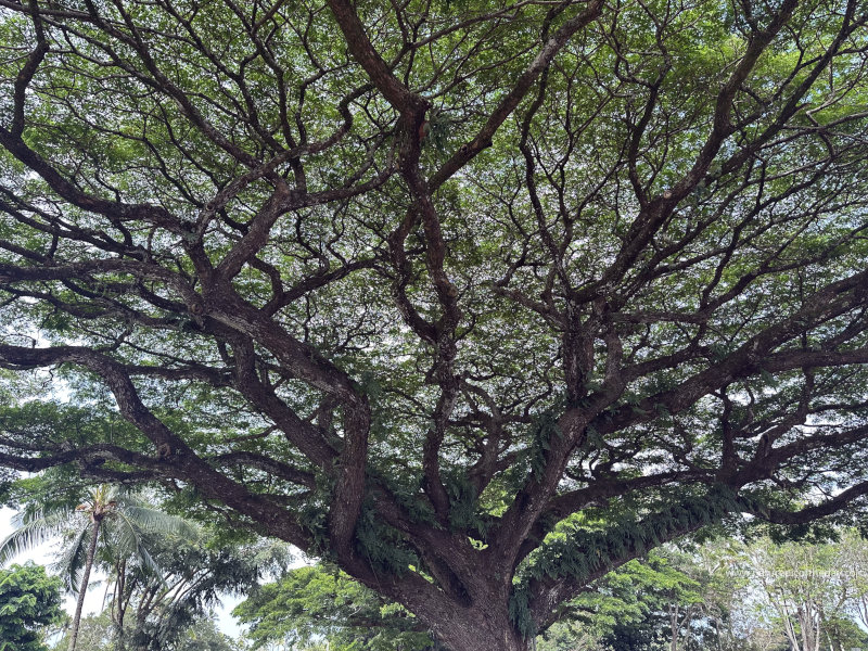 Tree in Hawaii