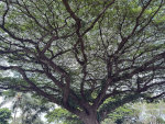 Tree in Hawaii