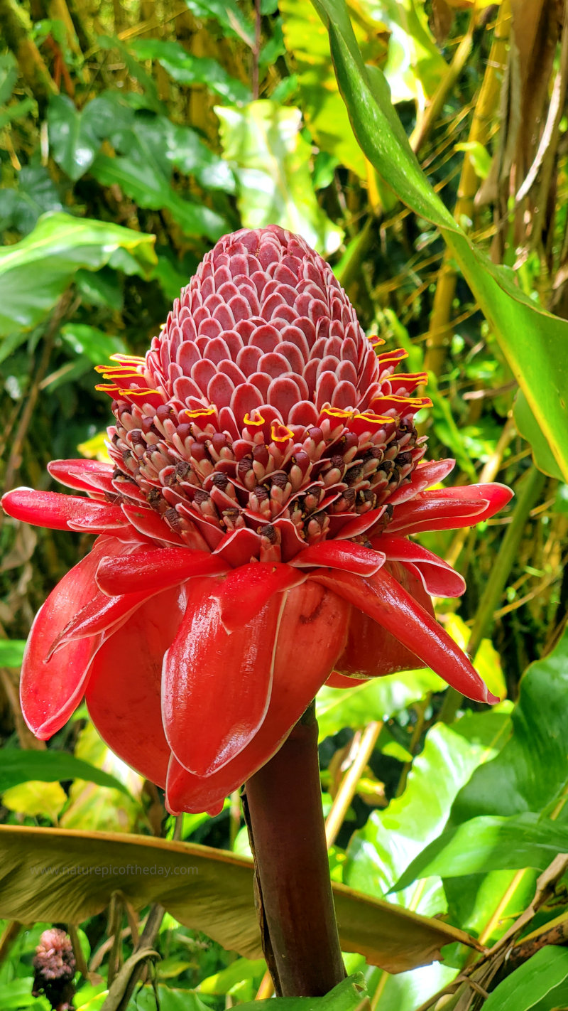 Torch Ginger in Hawaii