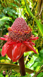 Torch Ginger in Hawaii