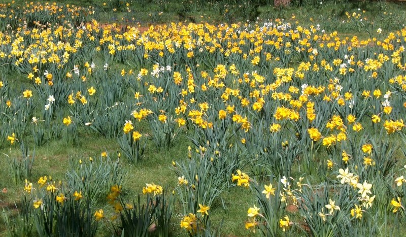 Daffodils in California