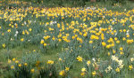 Daffodils in California