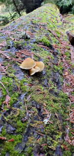 What did one fungus say to the other?