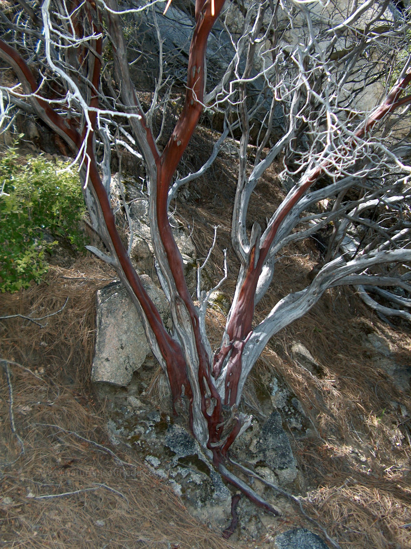 Manzanita in California