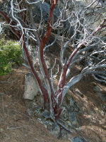 Manzanita in California