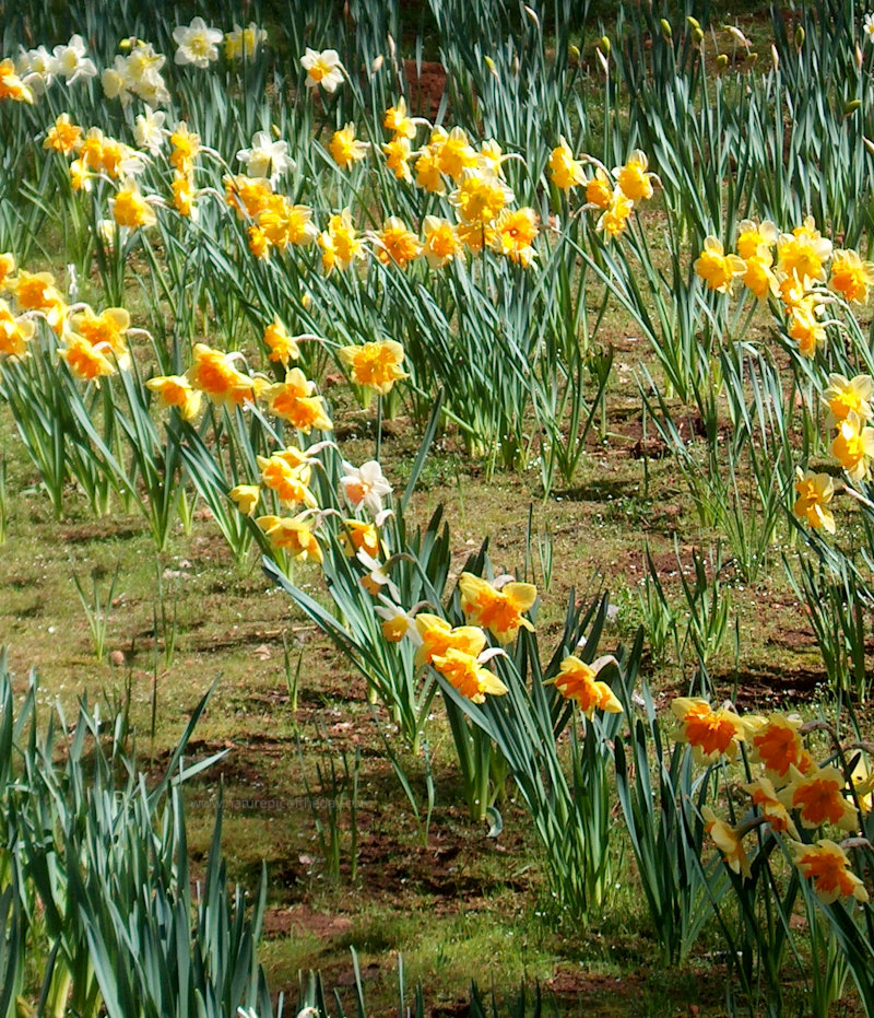 Daffodils in California