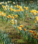 Daffodils in California