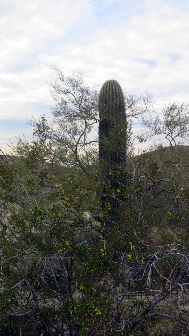 She was long and tall.  She was the queen of them all.