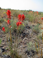 Indian Paintbrush