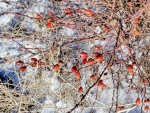 Rose hips in the snow