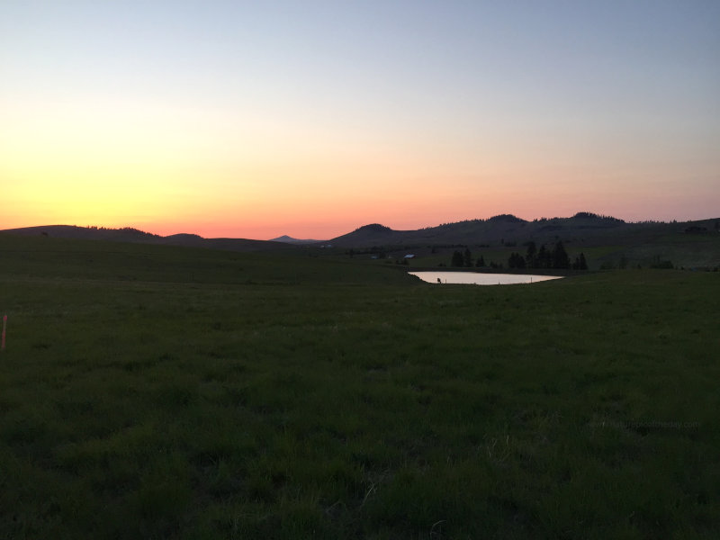 Longhorn Cow at Sunset
