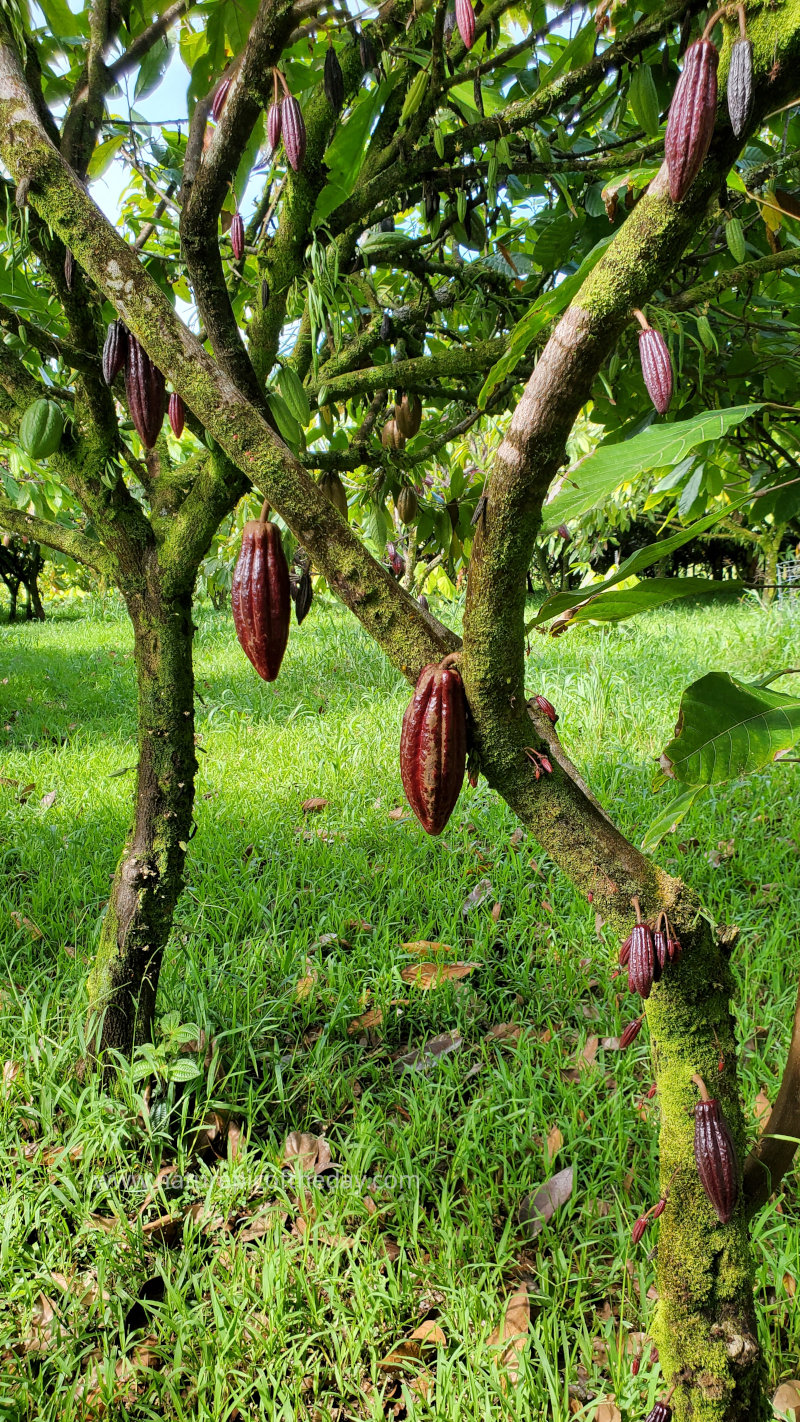 Chocolate Seeds on the inside