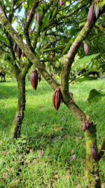 Chocolate Seeds on the inside