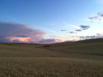 Wheat fields in Idaho