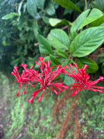 Flower parts in Hawaii