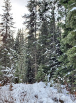 Winter in the forest