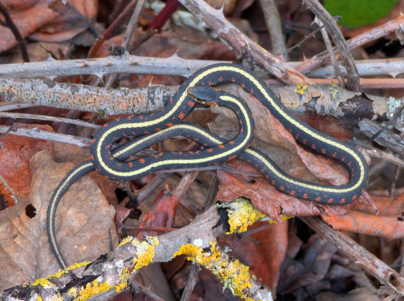 Snake near Vancouver Lake, Washington
