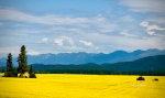 Canola fields near Whitefish, Montana