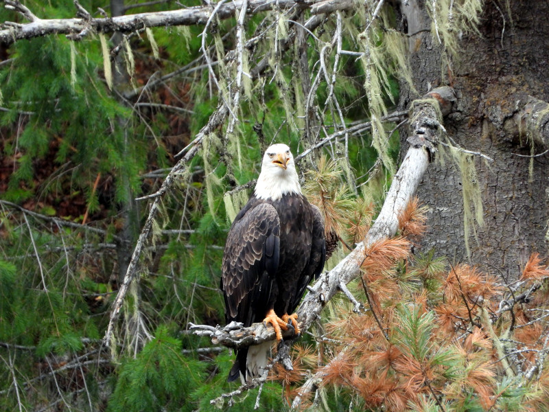 Bald Eagle gripping it