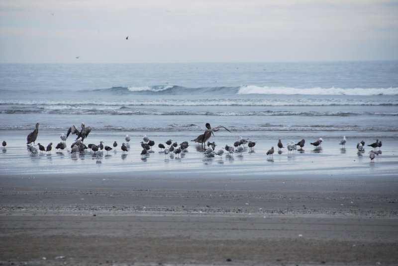 Sea birds in Washington State