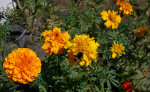 Marigolds and bees