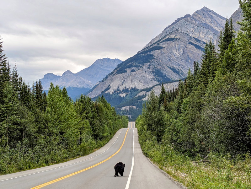 Black Bear in Canada