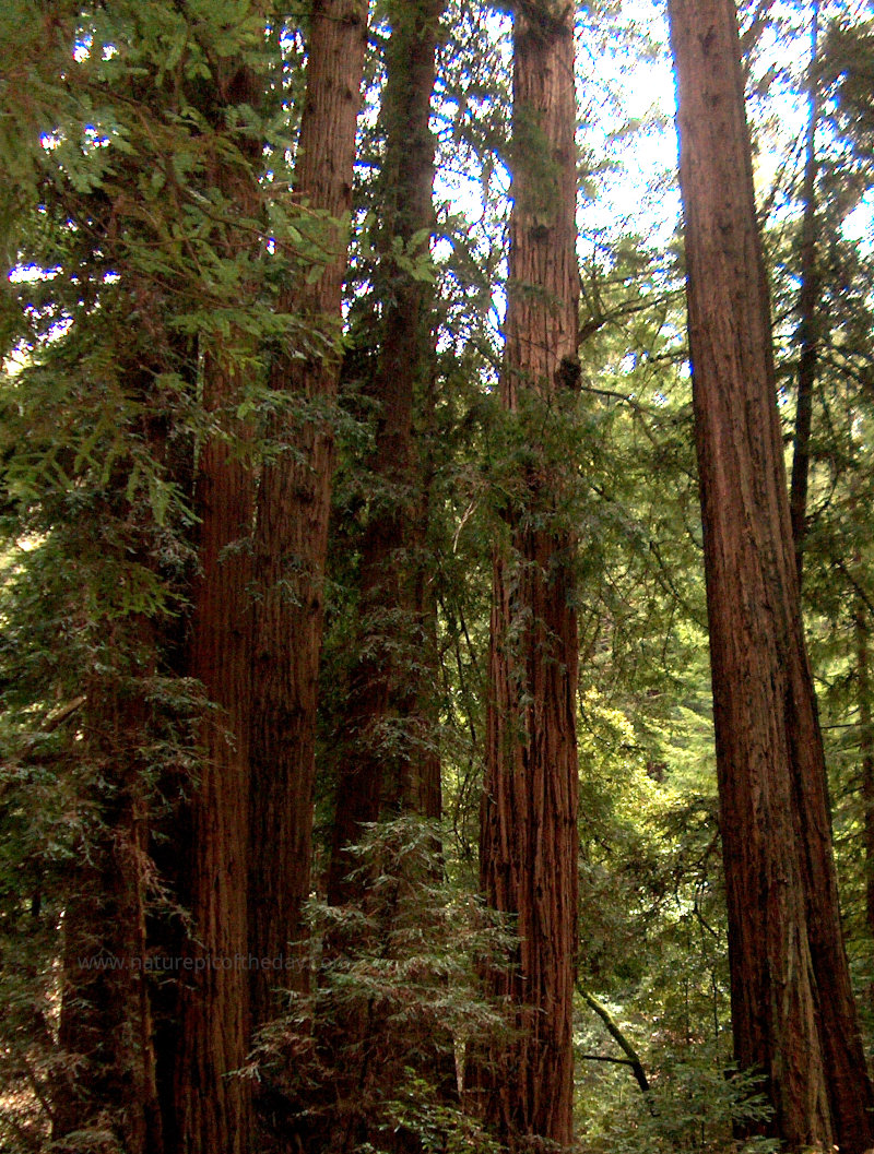 Redwoods in Muir Woods