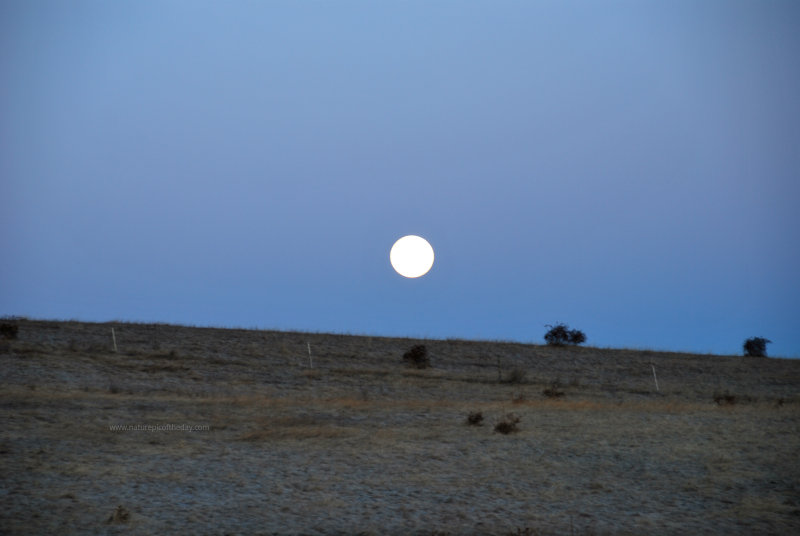 Full Moon Fever?