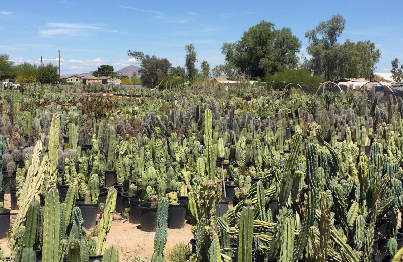 Cactus in Phoenix