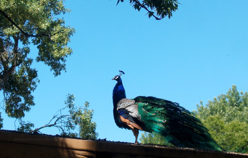 Peacock in California
