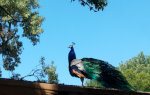 Peacock in California