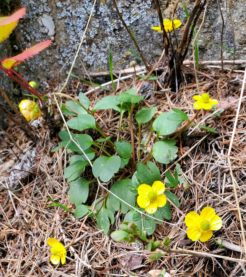 Sagebrush Buttercup in Oregon