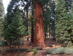 Sequoia Redwood Tree in California
