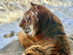 Amur Tiger in Minnesota Zoo