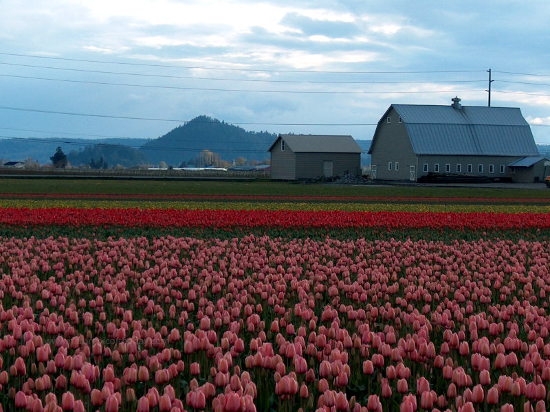 Tulips in Washington