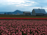 Tulips in Washington