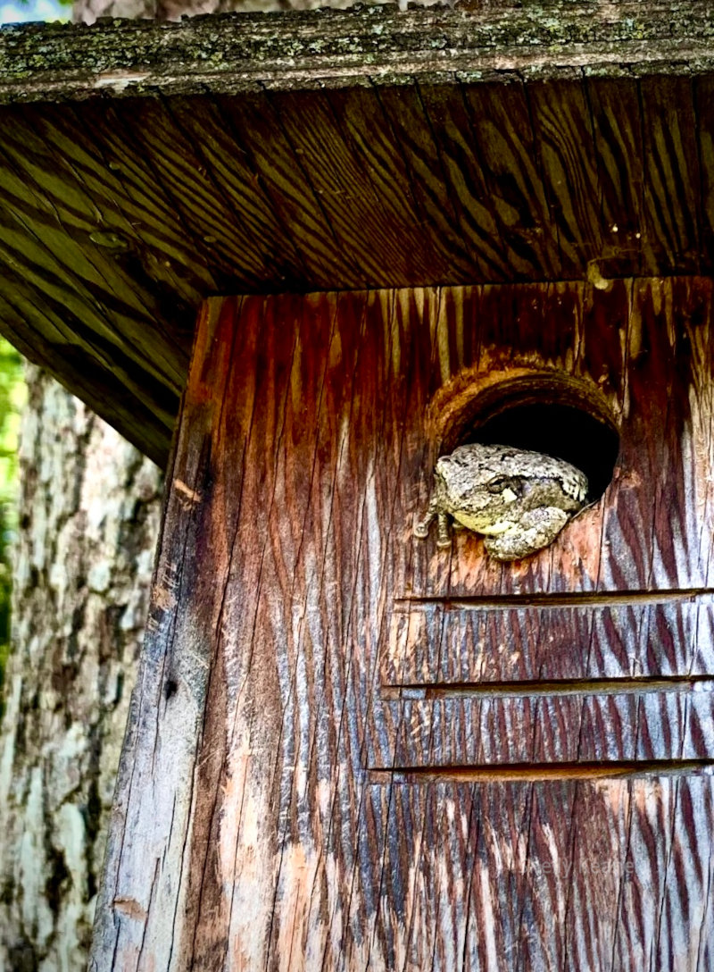 Toad in Minnesota