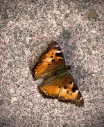 Butterfly in Montana