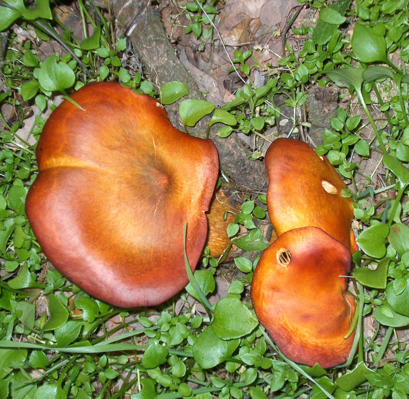 Fungus